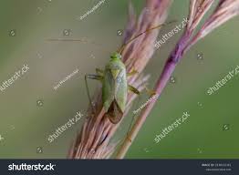 Attēlu rezultāti vaicājumam “Adelphocoris quadripunctatus”