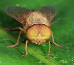 Attēlu rezultāti vaicājumam “Atylotus sp.”