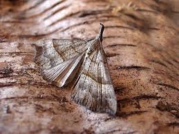 Attēlu rezultāti vaicājumam “Hypena proboscidalis”