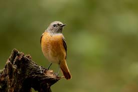 Attēlu rezultāti vaicājumam “Phoenicurus phoenicurus”