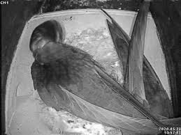 Image result for Bristol Swifts