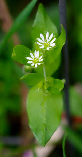 Attēlu rezultāti vaicājumam “Stellaria longifolia leaf”