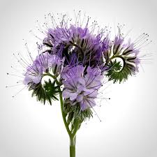 Attēlu rezultāti vaicājumam “Phacelia tanacetifolia flower”
