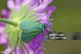 Attēlu rezultāti vaicājumam “Adscita statices”