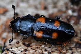 Attēlu rezultāti vaicājumam “Glischrochilus quadripunctatus”