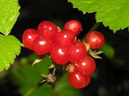 Attēlu rezultāti vaicājumam “Rubus saxatilis fruit”