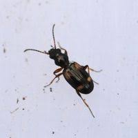 Attēlu rezultāti vaicājumam “Bembidion quadrimaculatum”