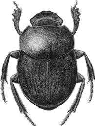 Attēlu rezultāti vaicājumam “Scarabaeidae”