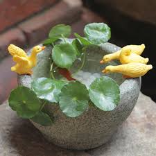 「銅錢草」的圖片搜尋結果