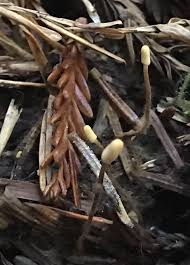 Attēlu rezultāti vaicājumam “Heyderia abietis”