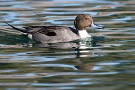 Image result for Anas acuta