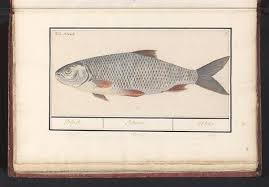 Image result for Blicca bjoerkna