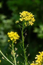 Attēlu rezultāti vaicājumam “Bunias orientalis flower”