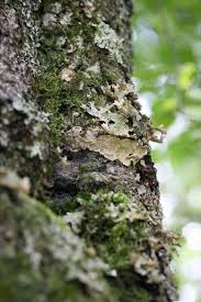 Attēlu rezultāti vaicājumam “Cystostereum murrayi”