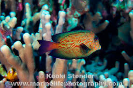 Image result for Ctenochaetus hawaiiensis