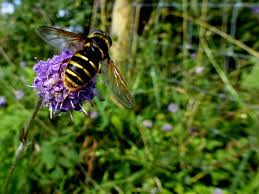 Attēlu rezultāti vaicājumam “Sericomyia silentis”