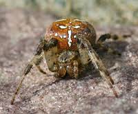 Attēlu rezultāti vaicājumam “Araneus quadratus female”