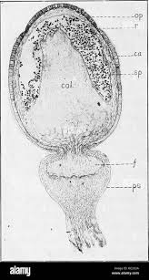 Attēlu rezultāti vaicājumam “Sphagnum centrale sporophyte”