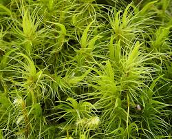 Attēlu rezultāti vaicājumam “Bazzania trilobata”