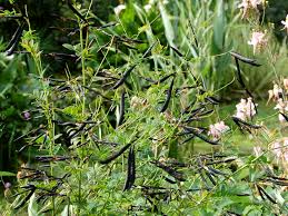 Attēlu rezultāti vaicājumam “Lathyrus niger”