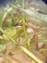 Attēlu rezultāti vaicājumam “Callitriche verna leaf”