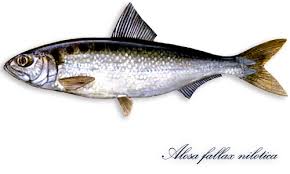 Image result for Alosa fallax