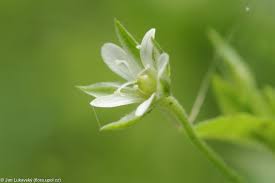 Attēlu rezultāti vaicājumam “Moehringia trinervia”
