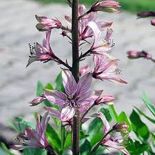 Image result for Diptam