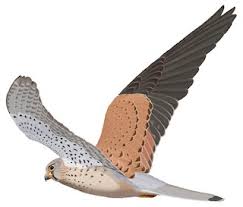 Attēlu rezultāti vaicājumam “Falco tinnunculus”