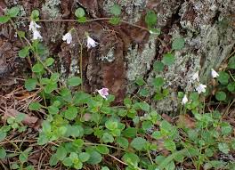 Attēlu rezultāti vaicājumam “Linnaea borealis flower”
