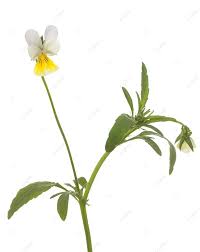 Attēlu rezultāti vaicājumam “Viola arvensis bud”