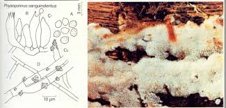 Attēlu rezultāti vaicājumam “Physisporinus sanguinolentus”