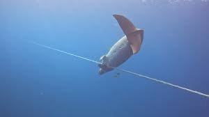 Image result for Calshot Sub-Aqua Club