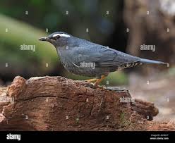 Image result for Zoothera sibirica