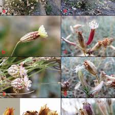Attēlu rezultāti vaicājumam “Silene otites fruit”