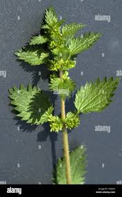 Attēlu rezultāti vaicājumam “Urtica urens”