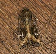 Attēlu rezultāti vaicājumam “Celaena leucostigma”