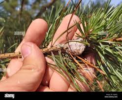 Attēlu rezultāti vaicājumam “Retinia resinella”