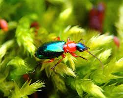 Attēlu rezultāti vaicājumam “Lebia chlorocephala”