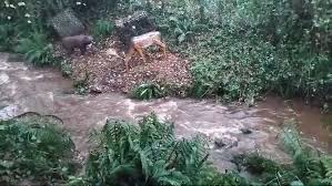 Image result for Ashcombe Valley Archers