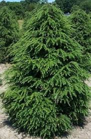 Attēlu rezultāti vaicājumam “Tsuga canadensis”