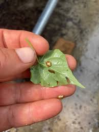 Attēlu rezultāti vaicājumam “Tortula lingulata macro”