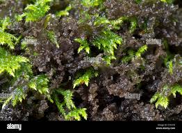 Attēlu rezultāti vaicājumam “Leptogium lichenoides”