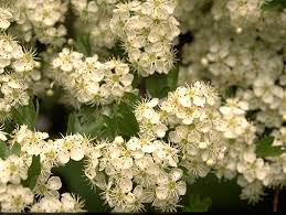 Attēlu rezultāti vaicājumam “Crataegus monogyna subsp. nordica”