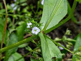 Attēlu rezultāti vaicājumam “Veronica anagallis-aquatica leaf”