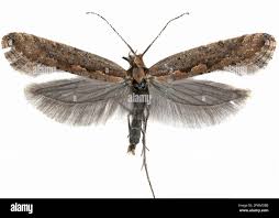 Attēlu rezultāti vaicājumam “Plutella xylostella”