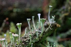 Attēlu rezultāti vaicājumam “Cladonia fimbriata”