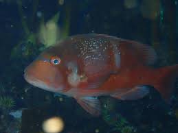 Image result for Chrysoblephus laticeps