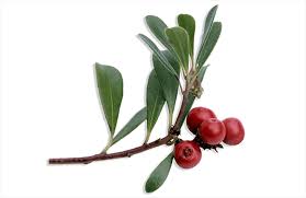 Attēlu rezultāti vaicājumam “Arctostaphylos uva-ursi”