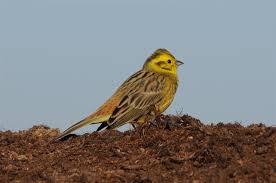 Attēlu rezultāti vaicājumam “Emberiza citrinella”